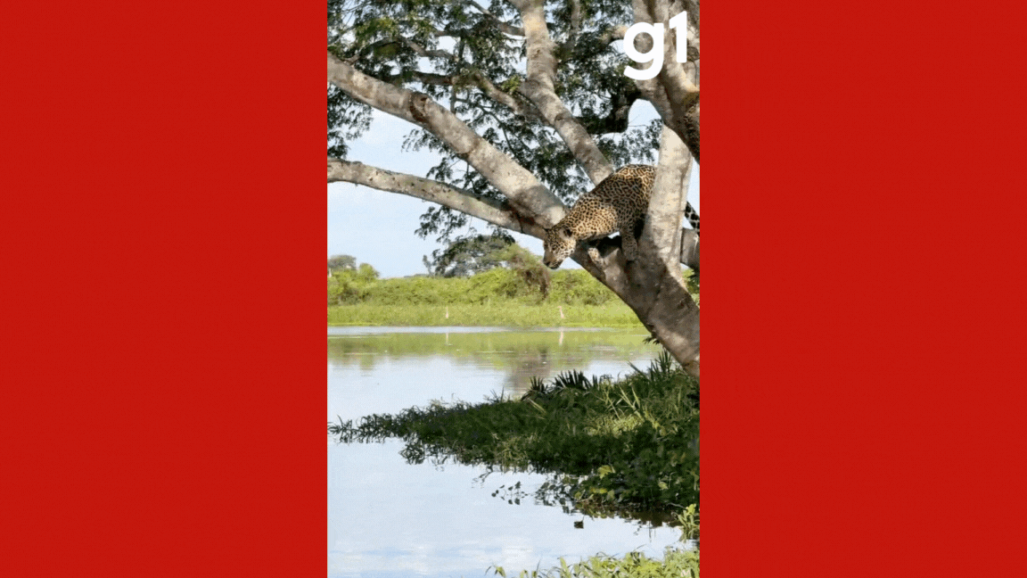 VÍDEO de outro ângulo mostra momento em que onça-pintada ataca jacaré no Pantanal de MT