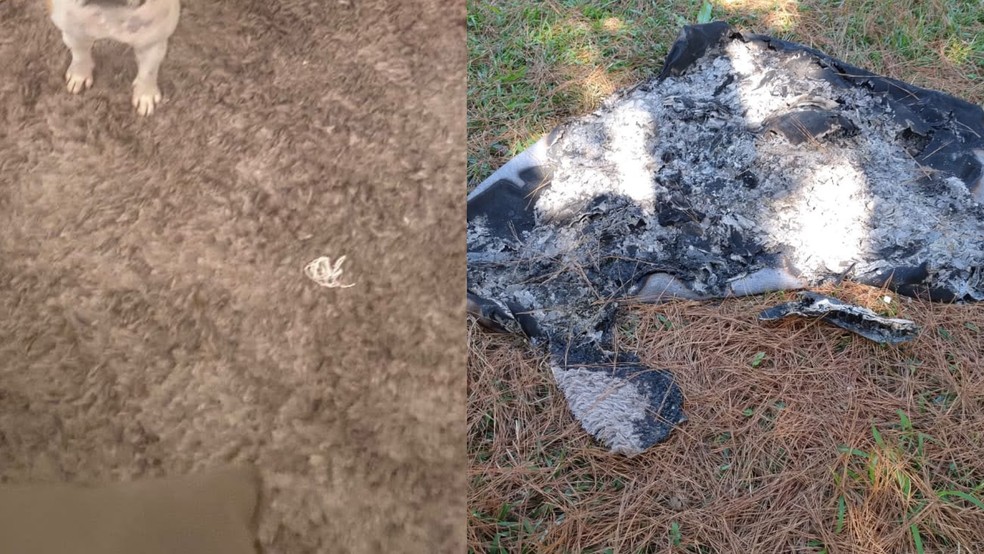 Tapete foi encontrado às margens da BR-116 — Foto: PCPR/divulgação