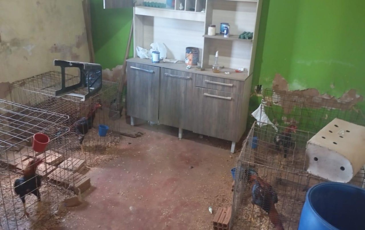 Polícia resgata 52 galos usados em rinha e aplica mais de R$ 1 milhão em multas no interior de SP