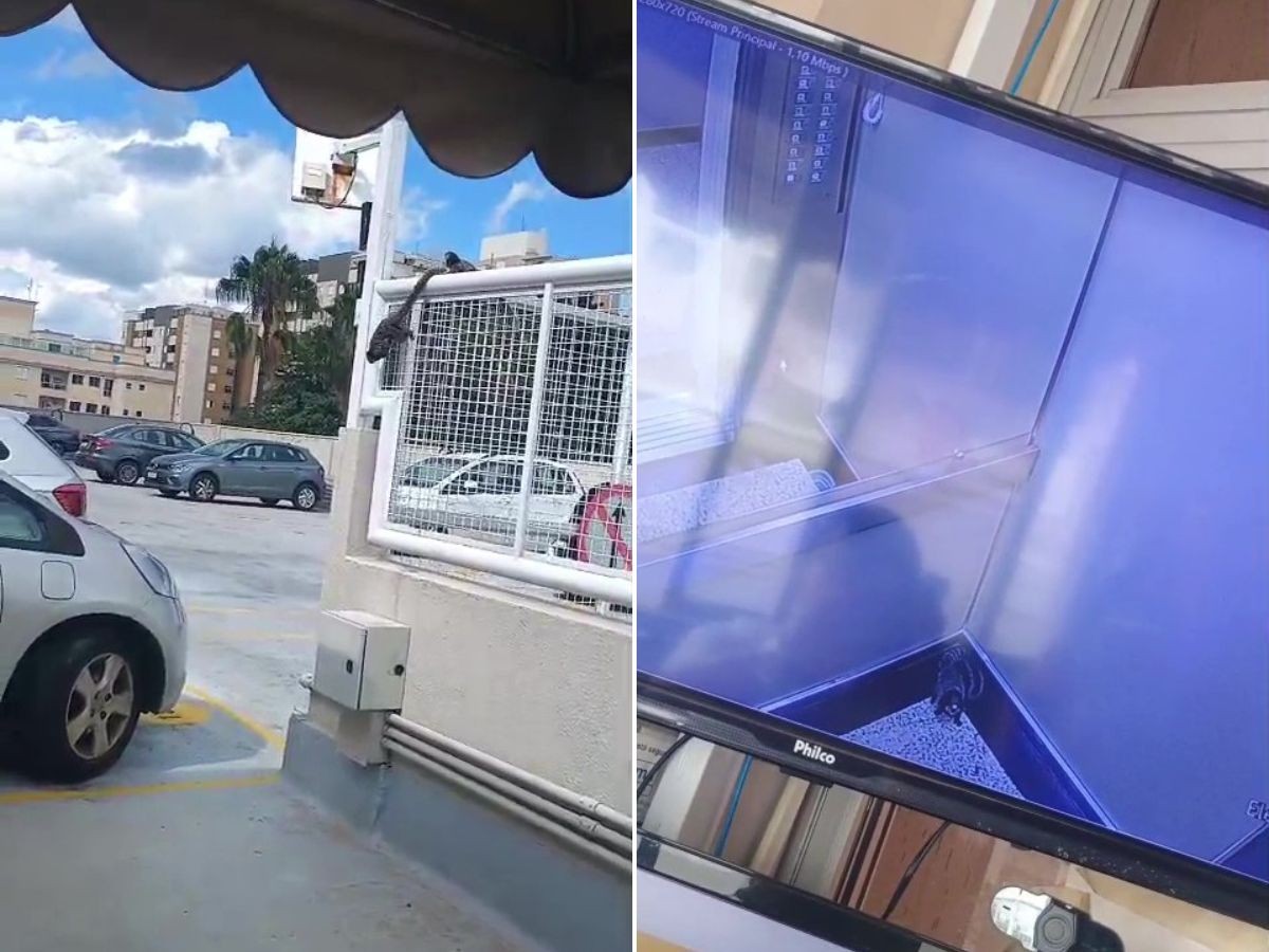 Sagui 'pega carona' de elevador em prédio e surpreende moradores em Campinas