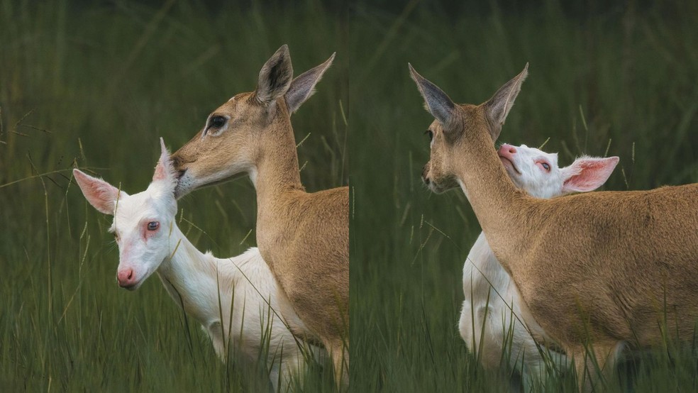 Mãe e filho veados-campeiros foram vistos se acariciando no Pantanal — Foto: Giovanna Leite/Instagram/Reprodução