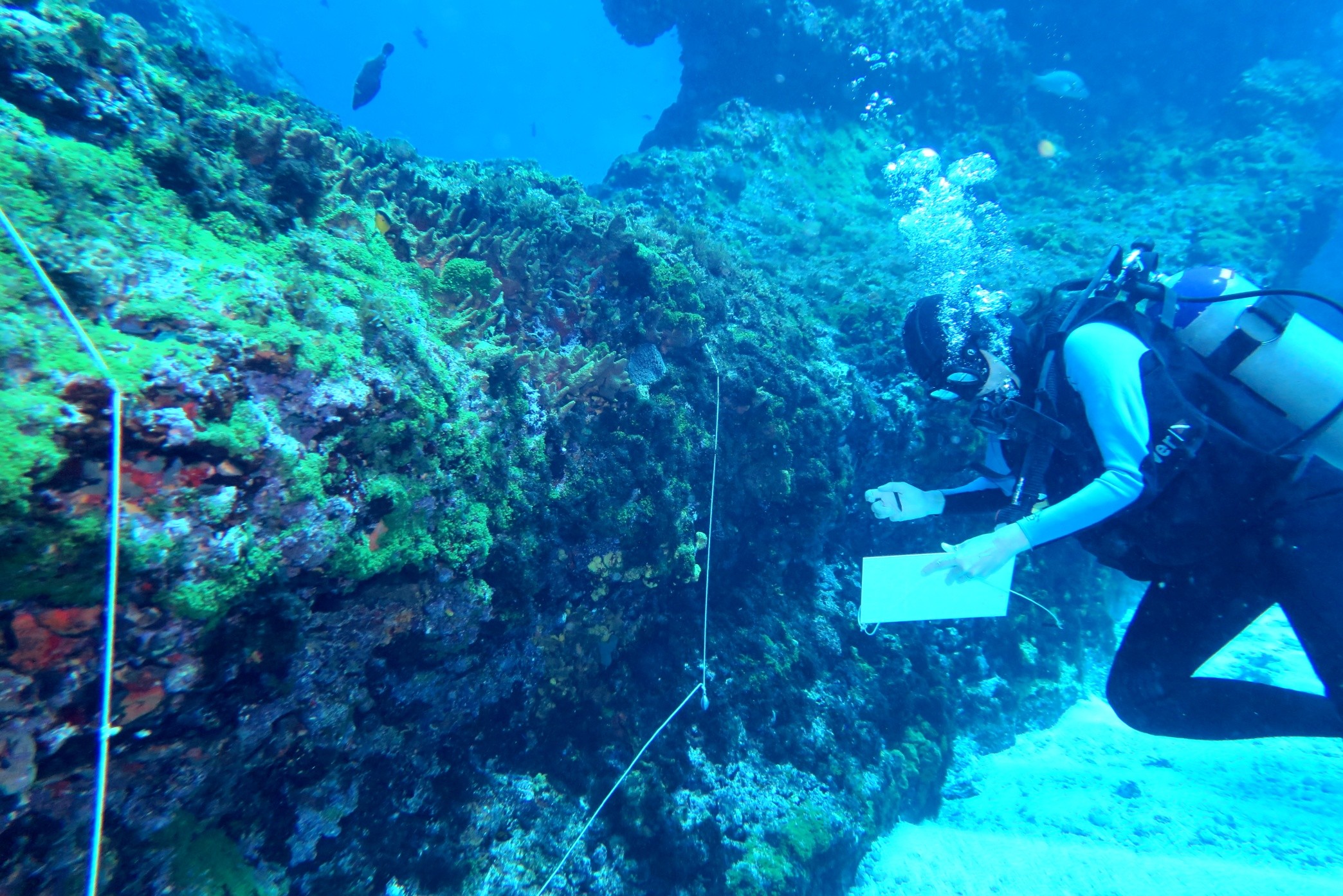 Pesquisa analisa fundo do mar em Fernando de Noronha para identificar causas de mudanças em espécies