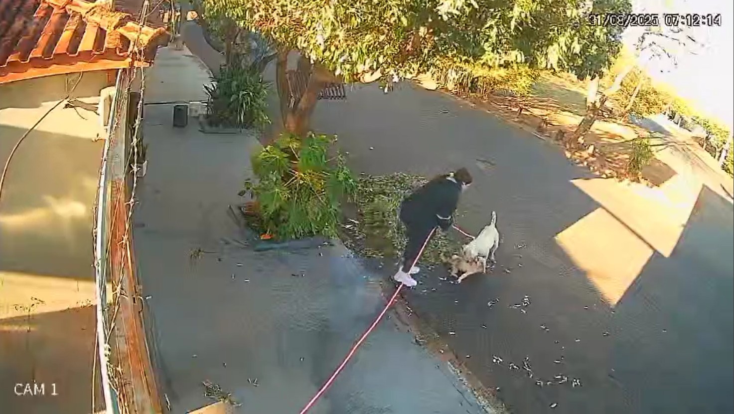 Shih tzu é abocanhado por pitbull durante quase 3 minutos, sofre luxação e fratura no interior de SP; VÍDEO