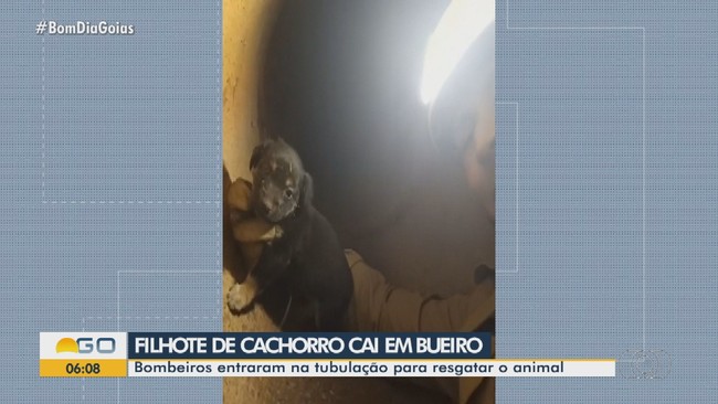 Filhote de cachorro  resgatado de bueiro, em Luzinia