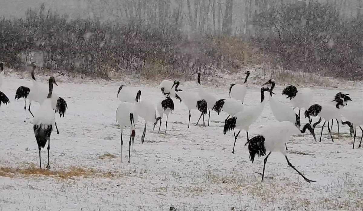 ASSISTA: Brasileira reúne 3 anos de vídeos e revela o 'canto' de aves no Japão