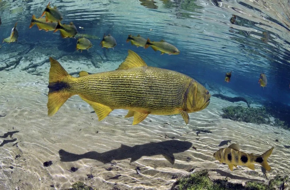 Peixe Dourado em rio de Bonito (MS). — Foto: Christian Dalgas Frisch/ Divulgação