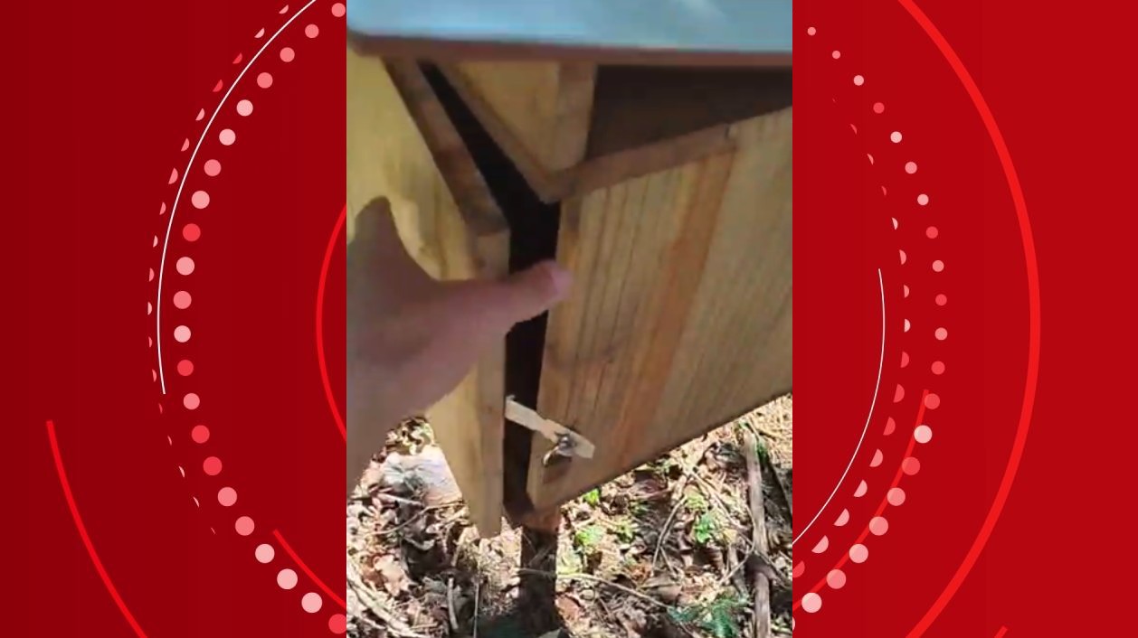 Cadeados são estourados e aproximadamente 10 mil abelhas são levadas de parque público do Paraná