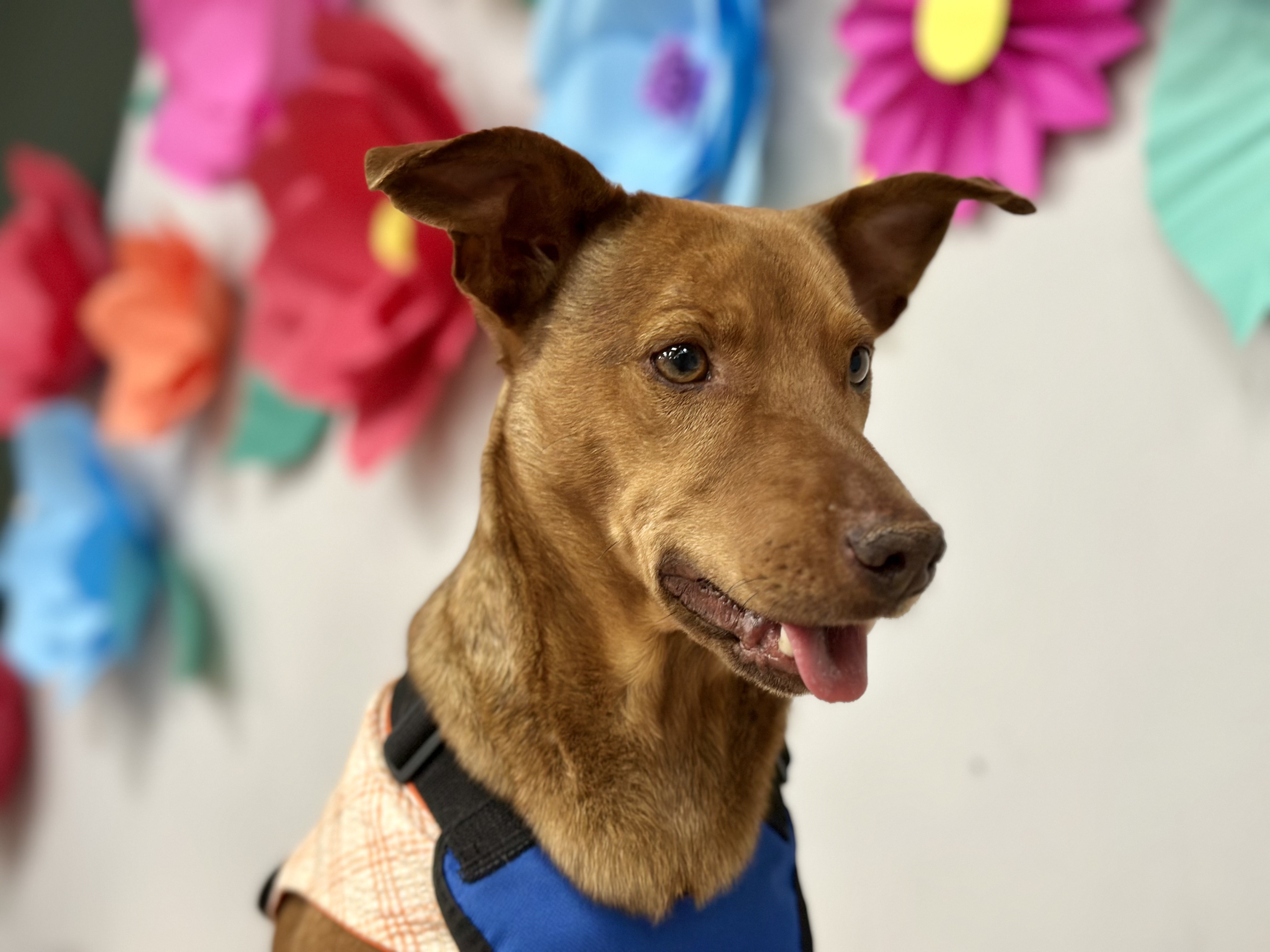 ‘Encontro Pet’ tem edição especial de Dia das Crianças e adoção de cães e gatos em Bauru; veja programação