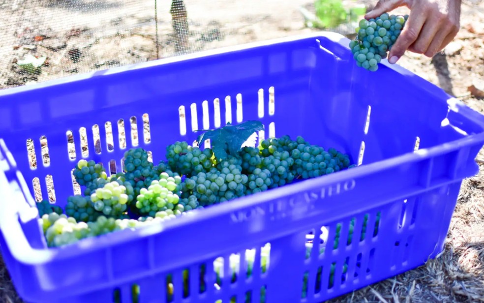 Vin�cola Monte Castelo, em Jaragu� � Foto: Divulga��o/Vin�cola Monte Castelo