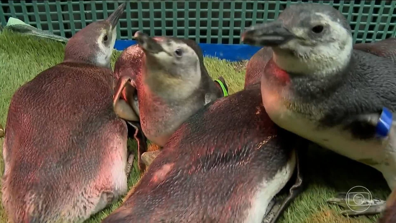 Milhares de pinguins enfrentam desafios na busca por comida e temperaturas mais amenas