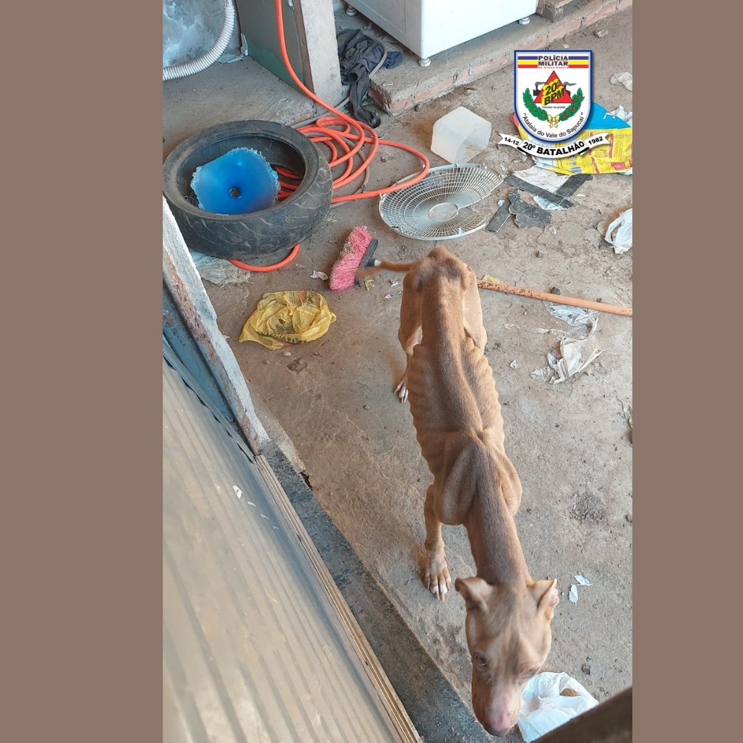 Homem é preso por tráfico de drogas e maus-tratos contra cão da raça pitbull em Pouso Alegre, MG