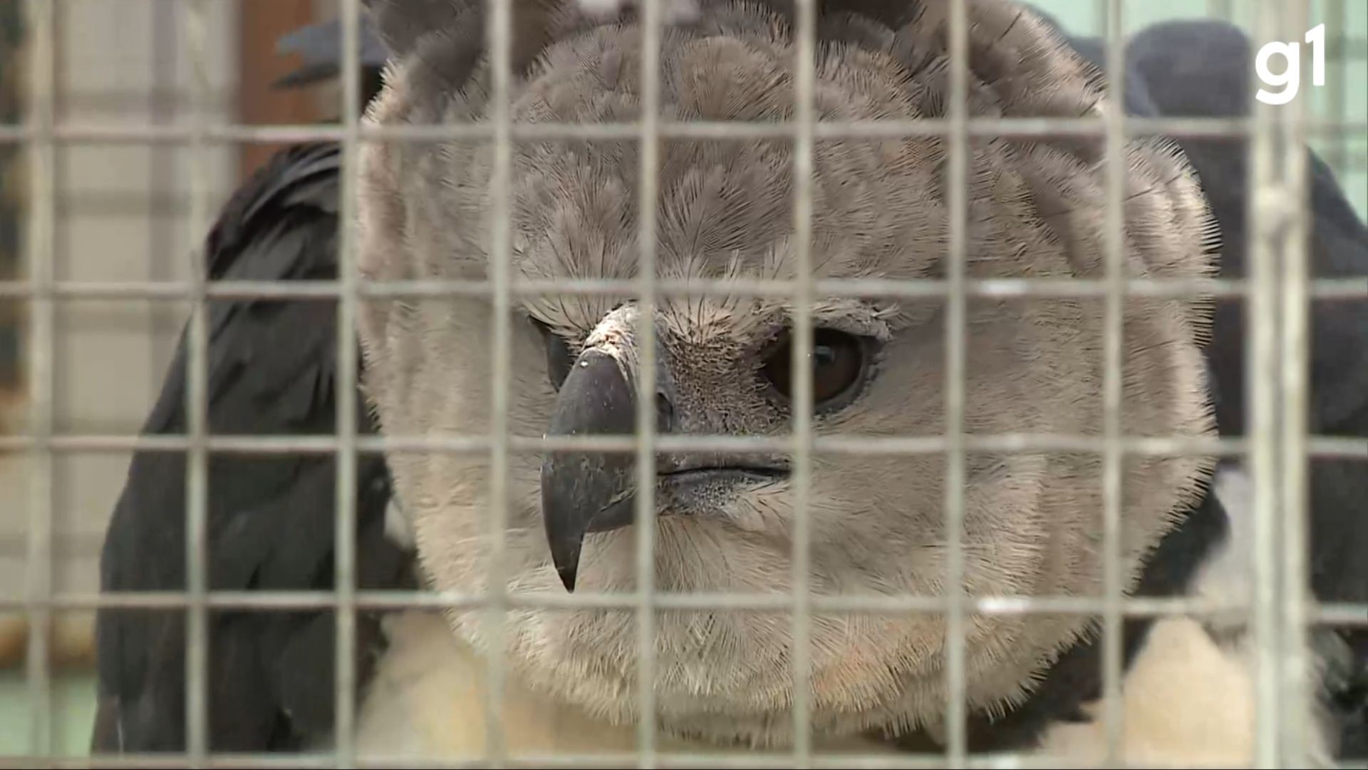 Ibama demite ex-superintendente investigado por suposto desvio de aves para criadores particulares no RS