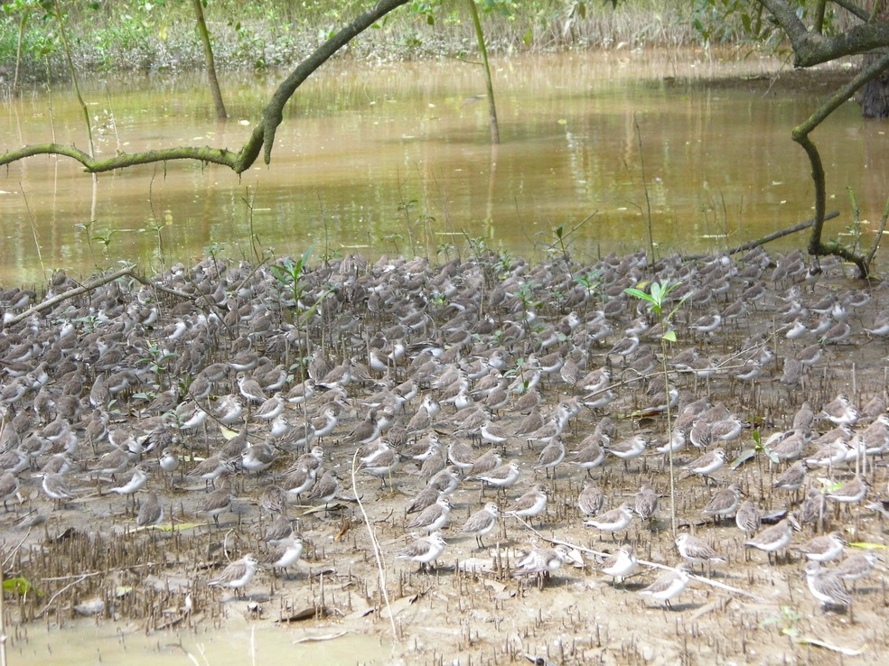 Aves migratórias no Cabo Orange — Foto: ICMBio/Divulgação