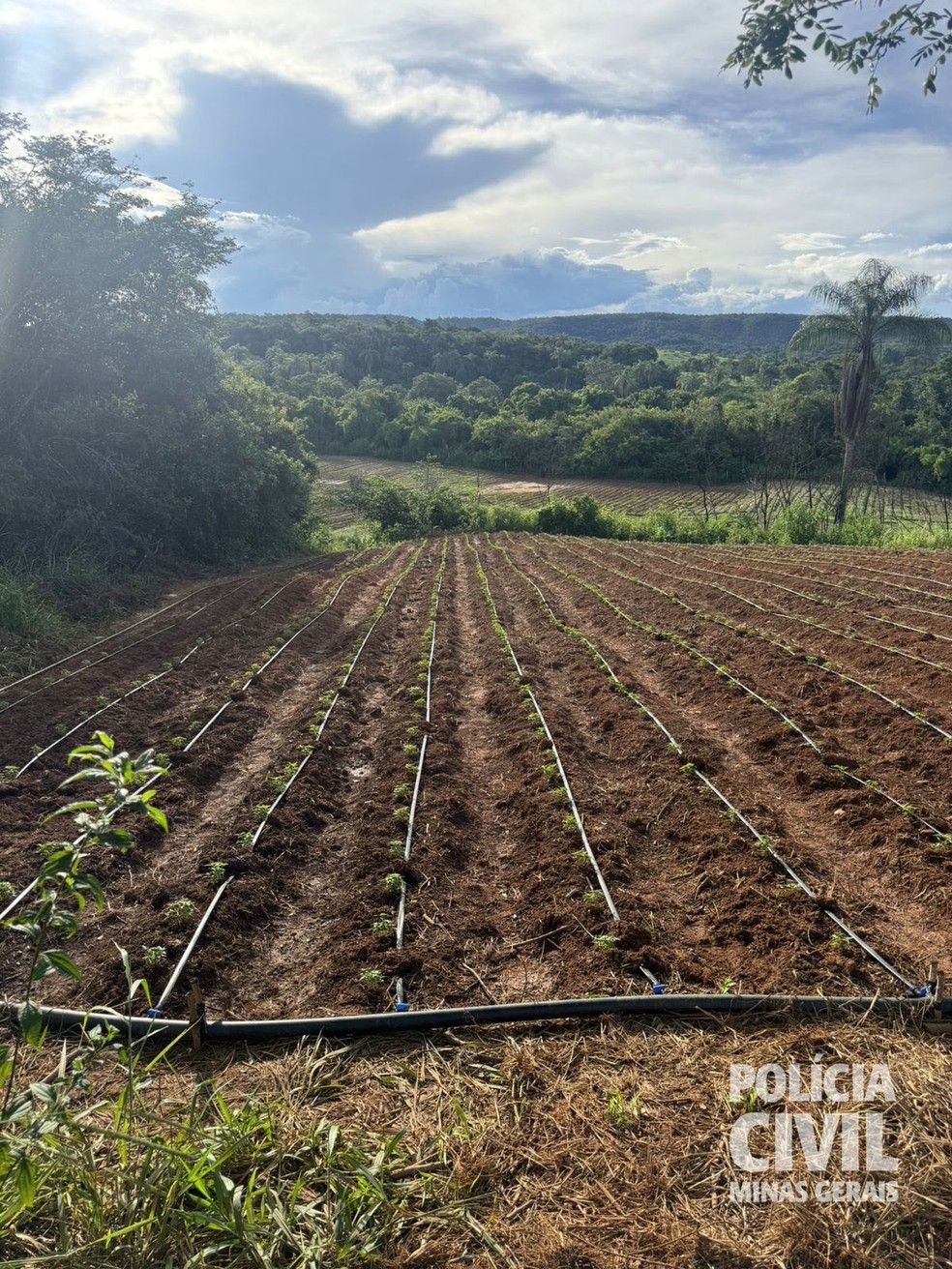 Uma tonelada de maconha &eacute; apreendida ap&oacute;s descoberta de planta&ccedil;&otilde;es no Vale do Jequitinhonha &mdash; Foto: Pol&iacute;cia Civil/Divulga&ccedil;&atilde;o