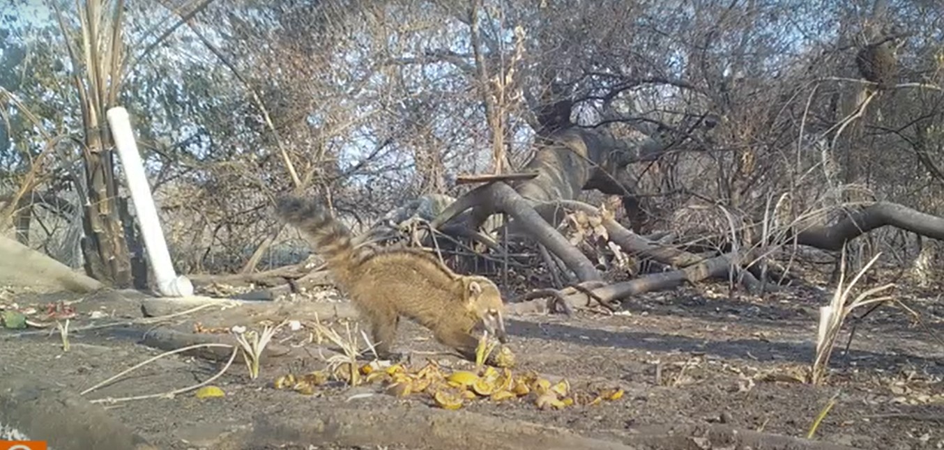 'Fome cinzenta': animais silvestres afetados por incêndios recebem alimentos e água no Pantanal