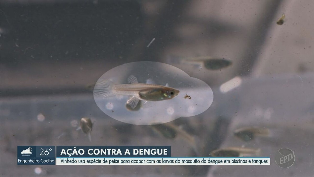 Vinhedo usa peixe para acabar com criadouros do mosquito da dengue em  piscinas e tanques