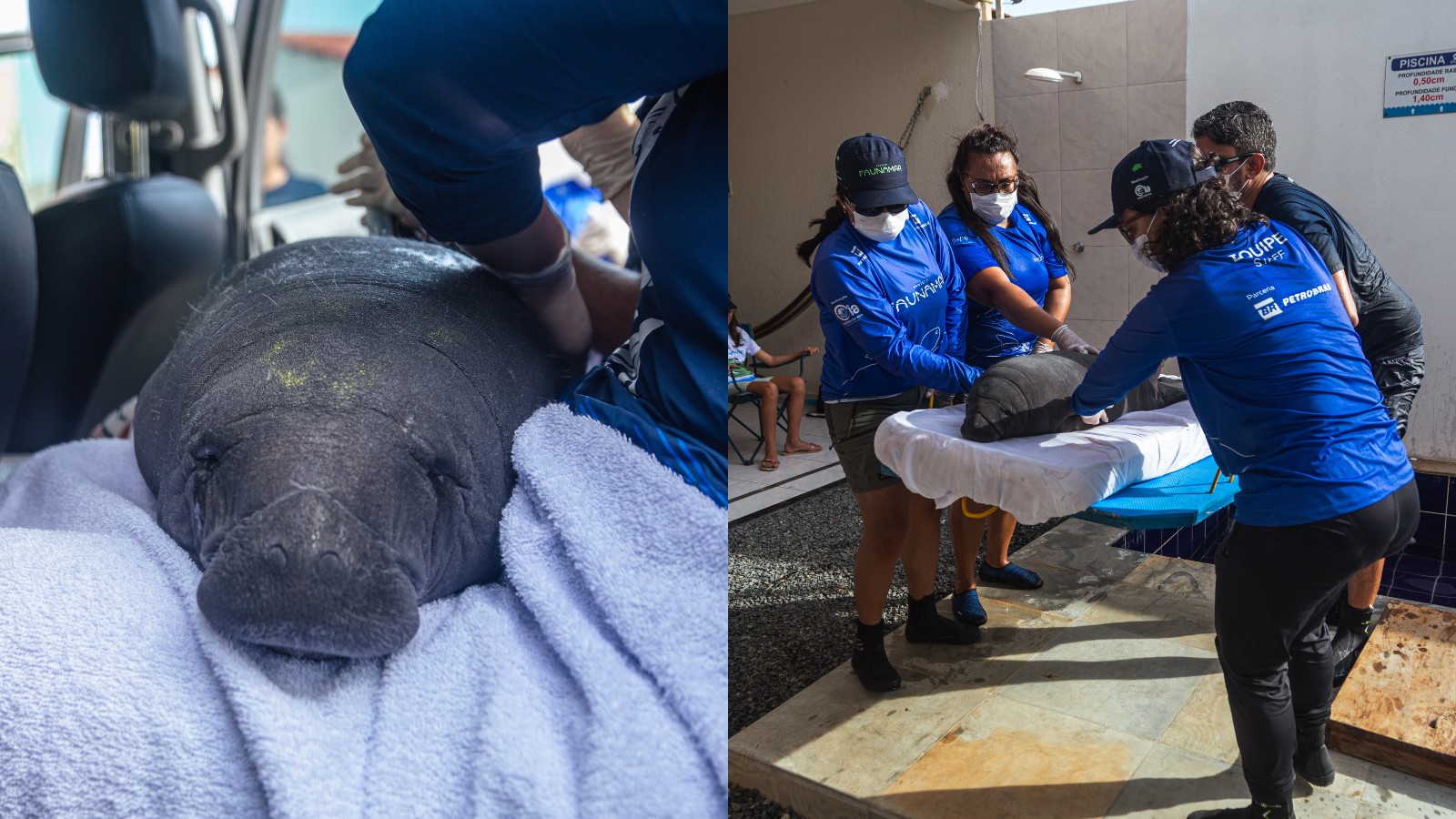 Peixes‑boi serão monitorados com cintos de GPS a partir de junho no litoral do Piauí