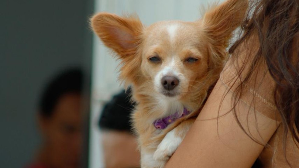 Podem ser vacinados cães e gatos saudáveis a partir de três meses de idade — Foto: Ailton Vieira e Hilton Marques/PMG