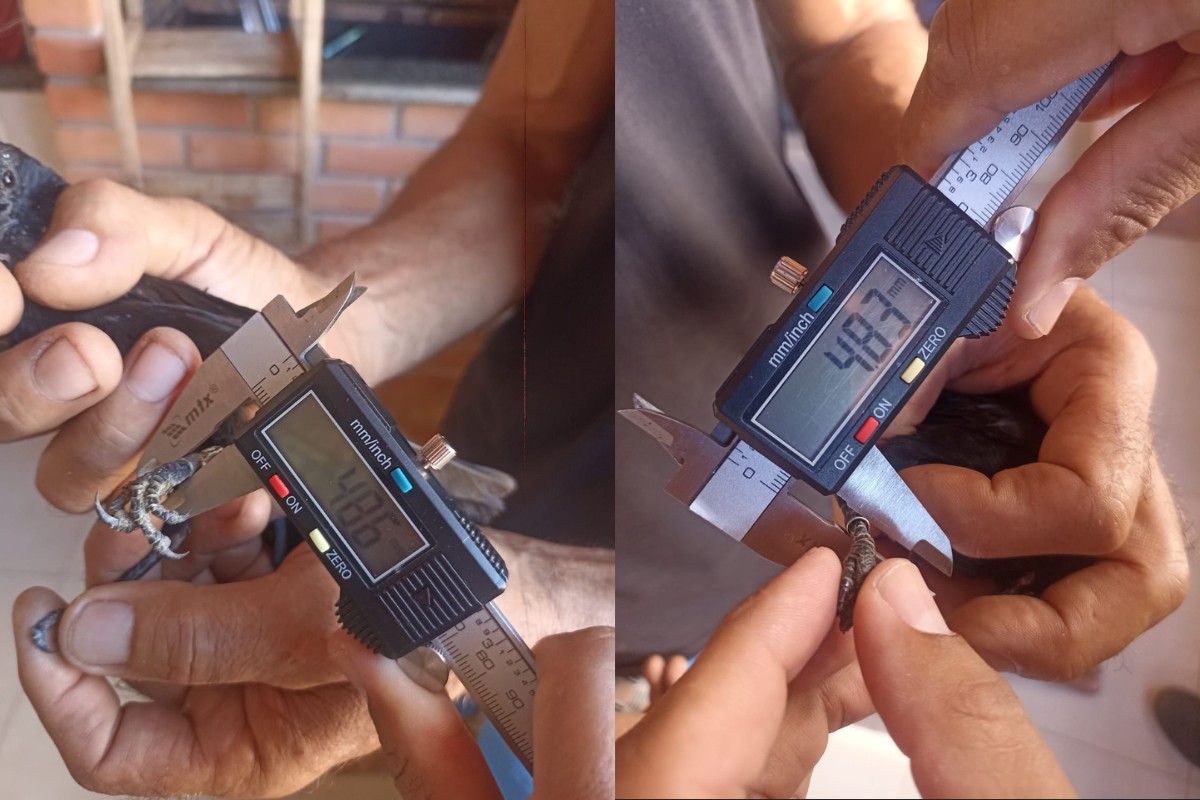 Homem é multado em R$ 10 mil por informação falsa em sistema de controle de aves no interior de SP