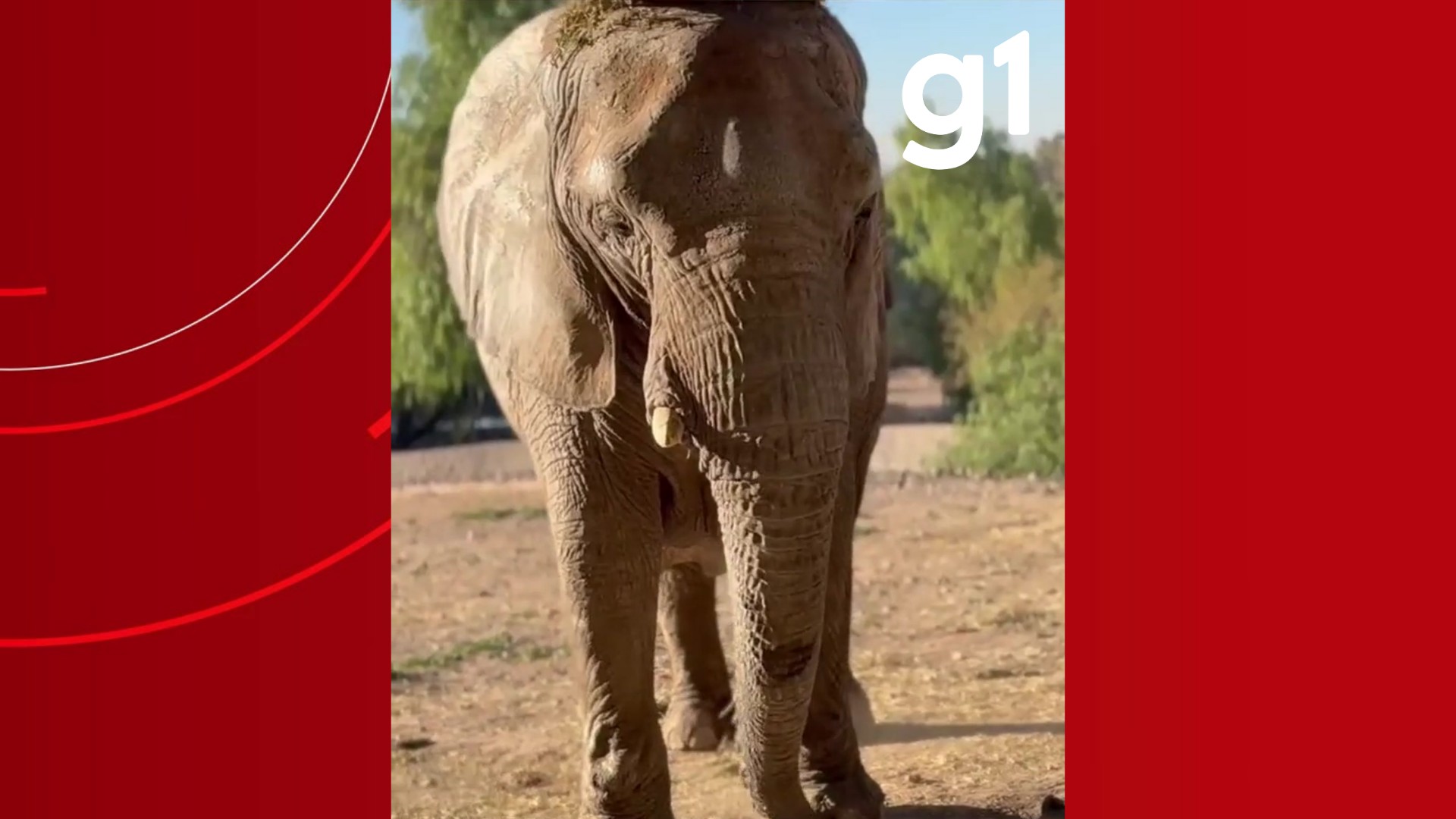 Após Pupy, segunda elefanta africana viaja rumo ao santuário em MT