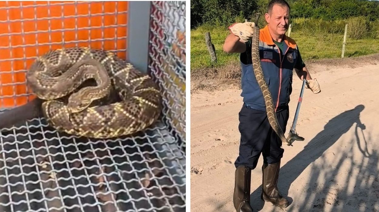 Cascavel venenosa é capturada perto de piscina com crianças no interior de SP