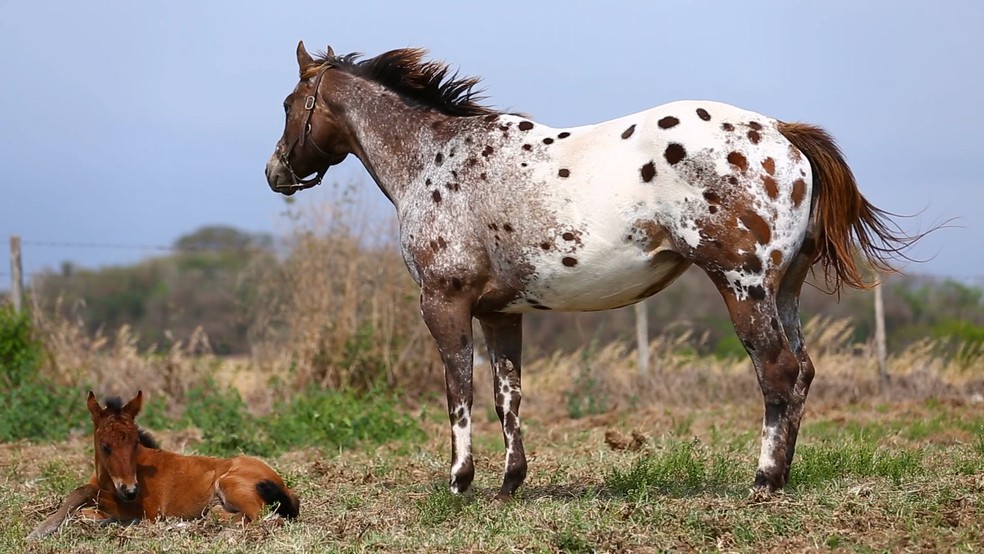 Foto de cavalo pintado foi publicada fora de contexto, diz entidade