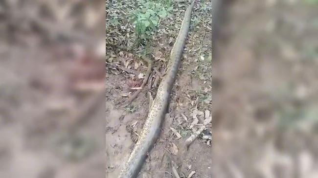 Sucuri de aproximadamente 6 metros ataca criança que brincava às margens de rio em Goiás