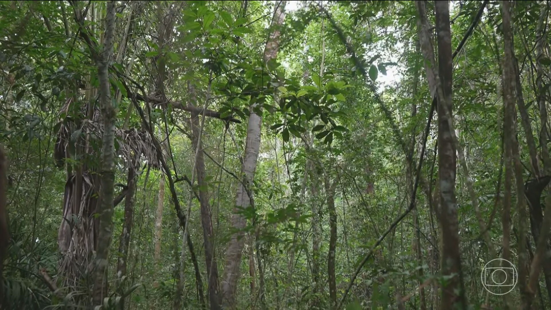 Em Belém, representantes da agricultura mostram como a floresta em pé pode gerar renda e melhorar a produção de alimentos
