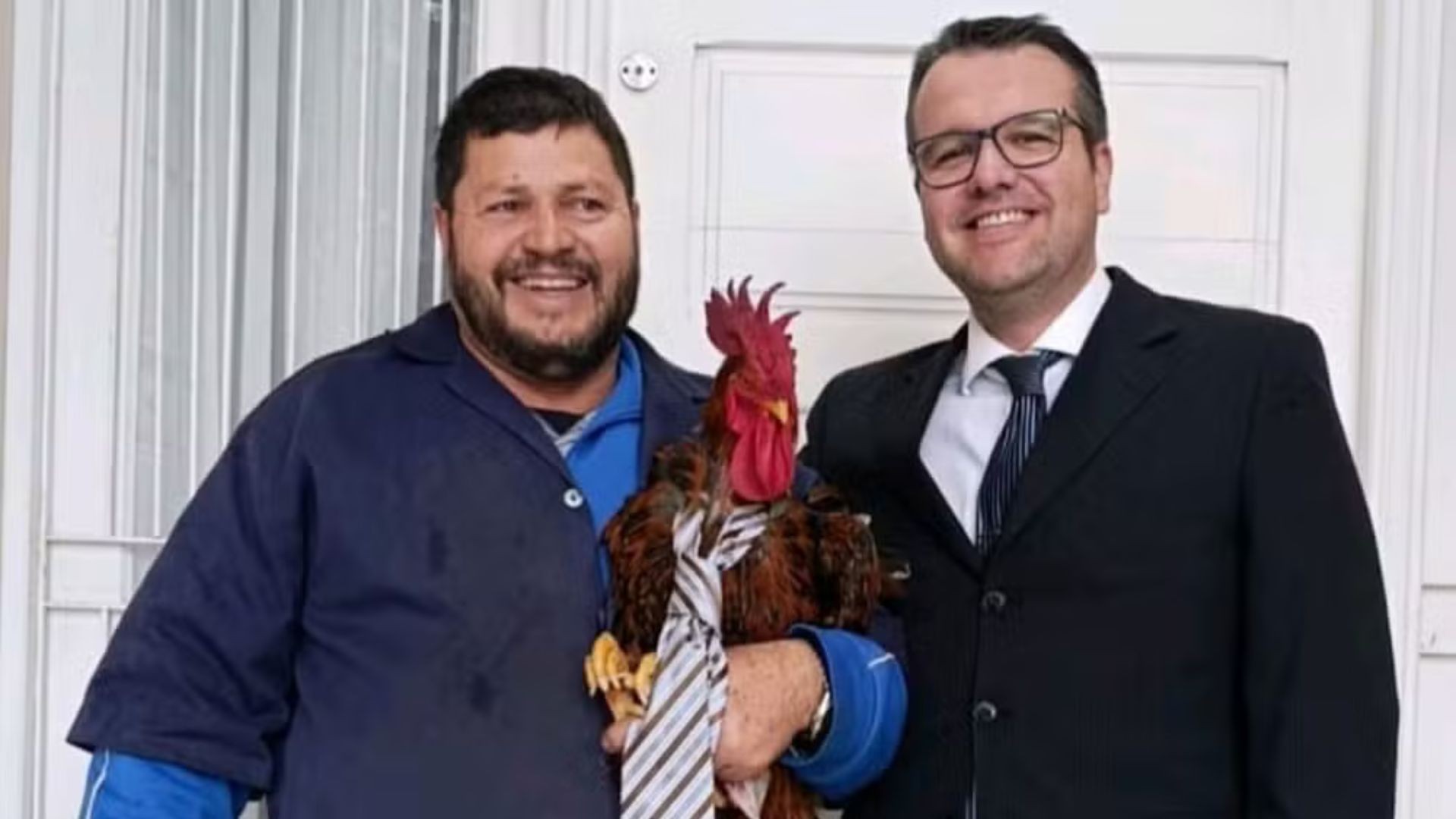 'Galo em regime semiaberto': briga entre vizinhos por barulho de animal vai parar na Justiça e termina em acordo no RS