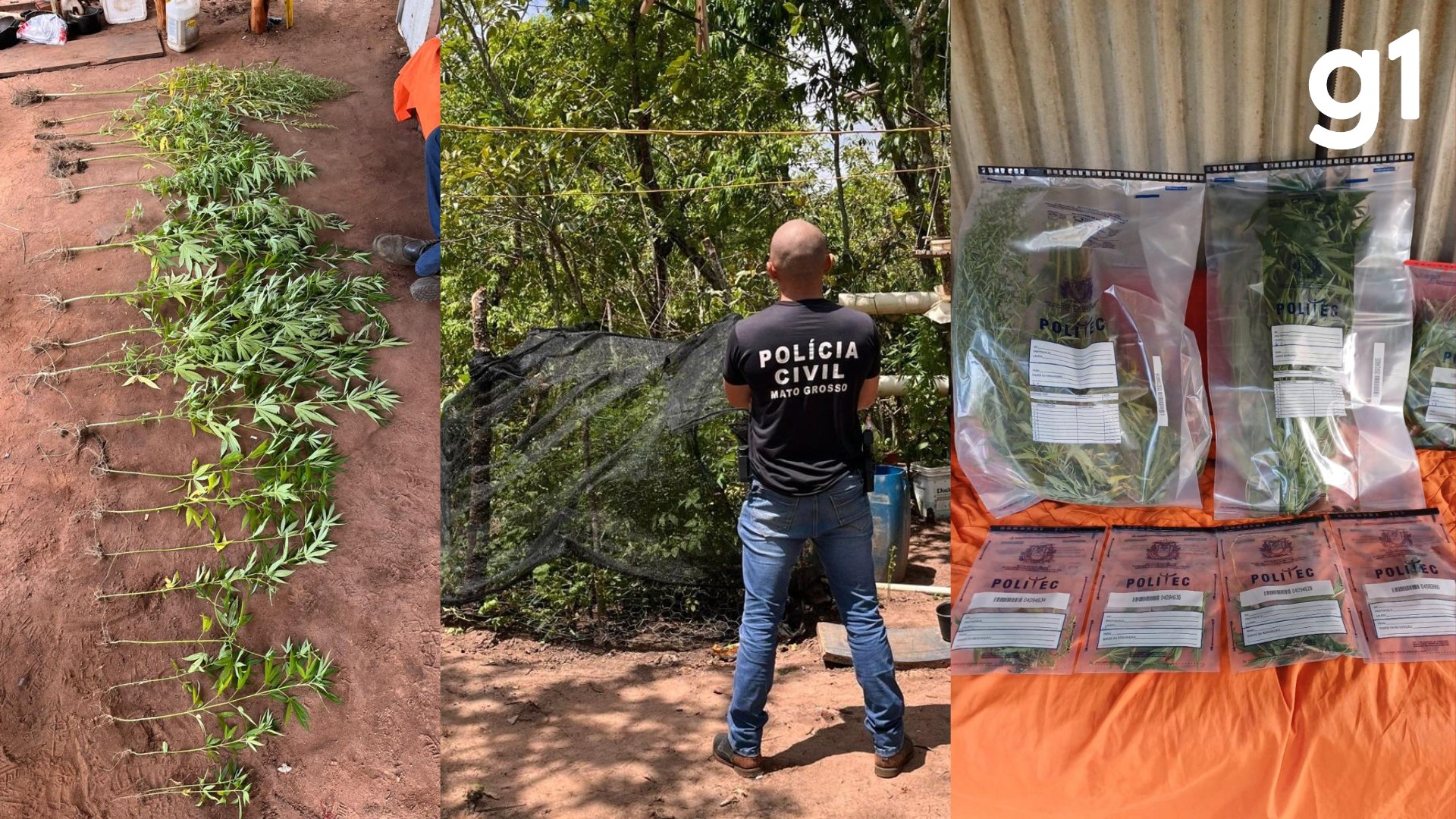 Homem é preso ao ser flagrado cultivando maconha enquanto policiais atendiam ocorrência de ameaça em MT 