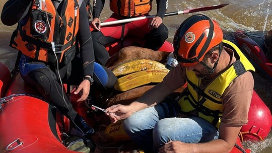 Animal foi sedado e colocado em bote; saiba como foi operação - Foto: (Divulgação SSP)