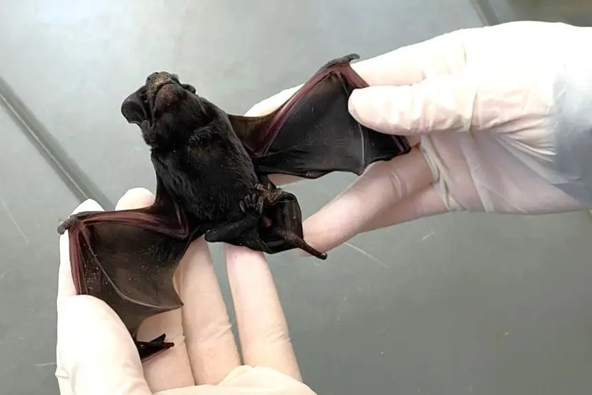 Caso de raiva humana registrado no Amapá foi 3º da doença em 2025 no país, diz Ministério da Saúde