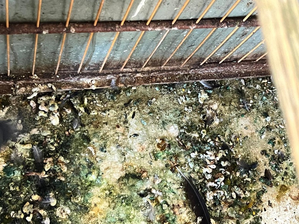 Penápolis-SP: Criador de aves é multado em R$ 15 mil após polícia constatar maus-tratos e pássaro morrer