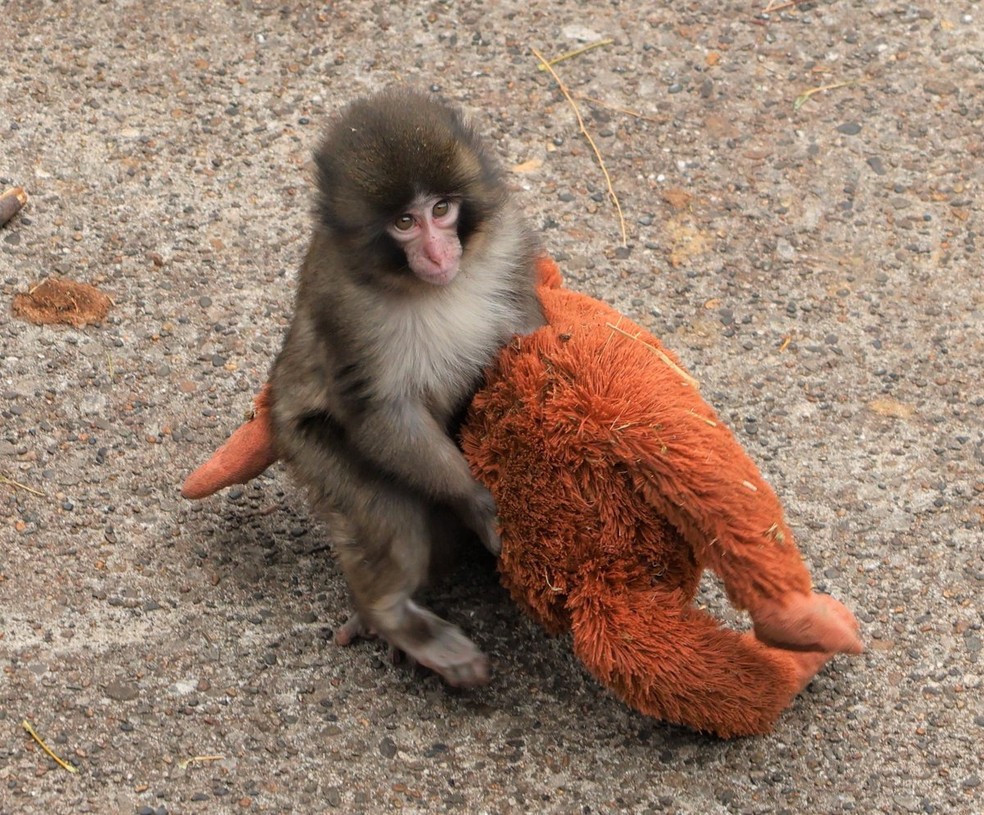 Punch adotou pelúcia após ser rejeitado por grupo — Foto: Ichikawa Zoo