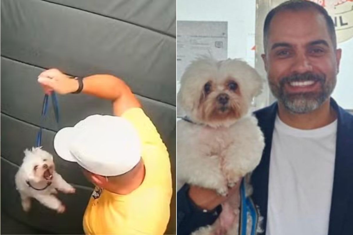 Cachorro agredido dentro de elevador é devolvido para tutor após quase um mês; entenda