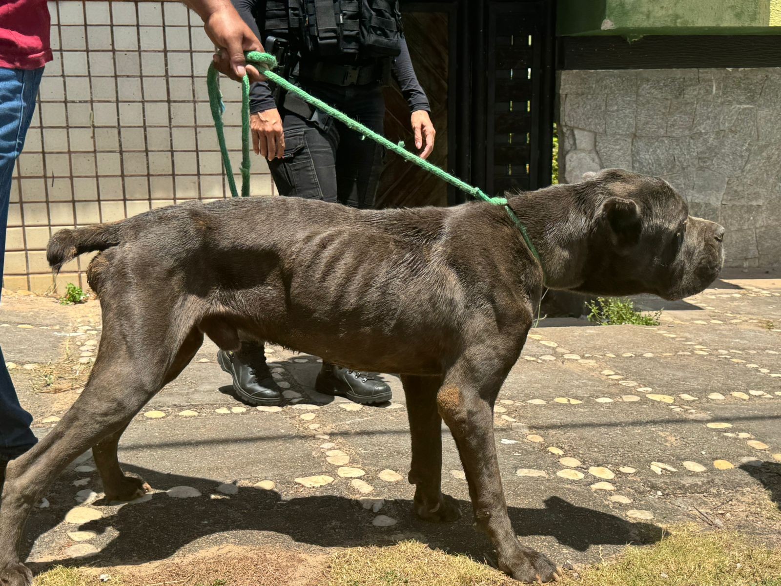 Polícia resgata cães em situação de abandono em imóvel na Zona Sul de Natal