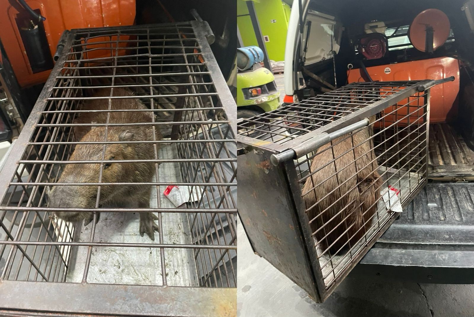 Capivara 'invade' banheiro de loja de materiais de construção em Várzea Paulista; vídeo