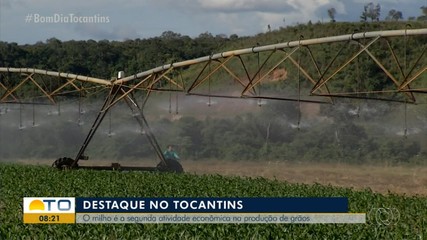 Produção de milho é a segunda maior atividade econômica envolvendo grãos no estado