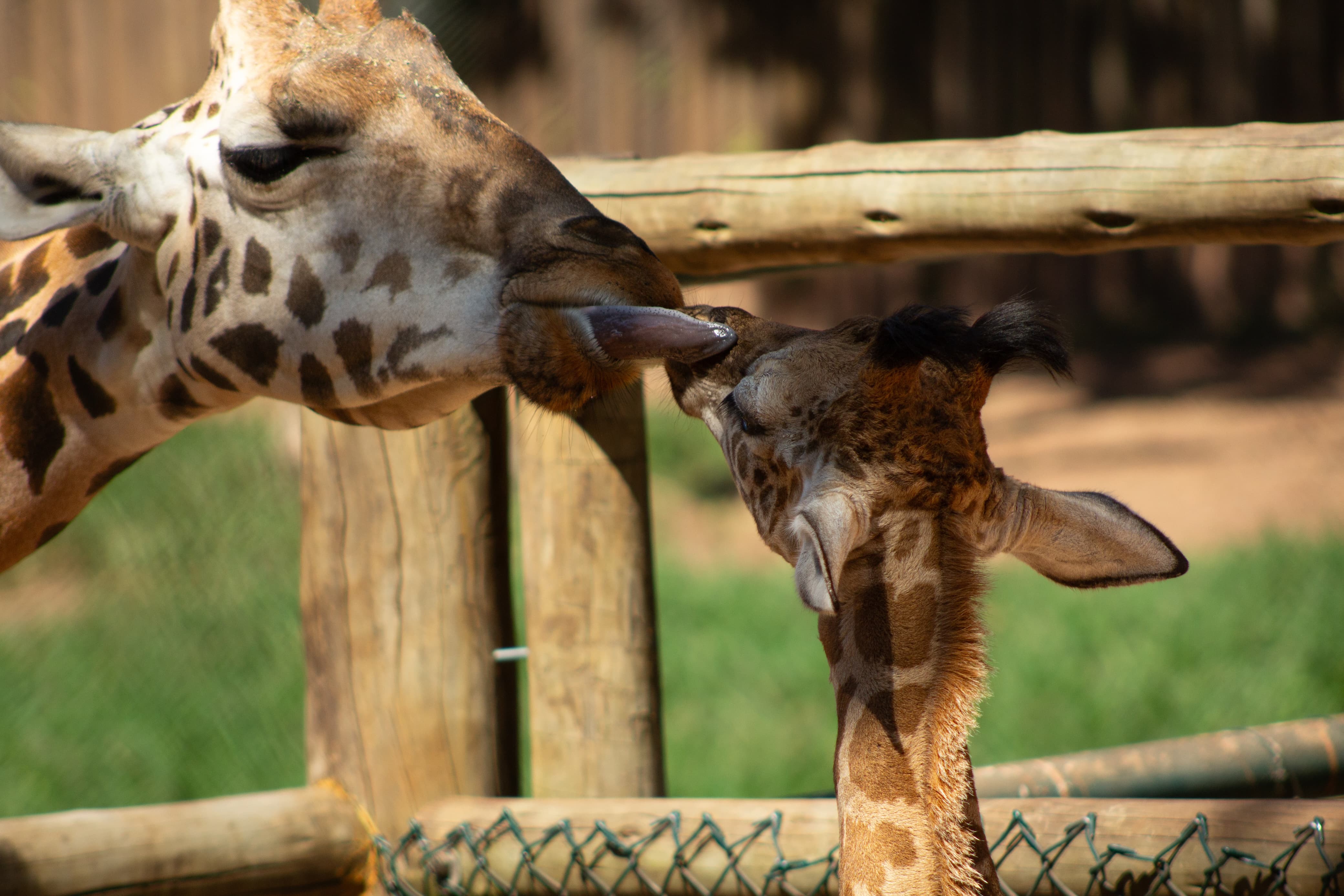 Filhote de girafa nascido no zoo de Itatiba ganha nome inspirado em lenda do basquete; veja fotos