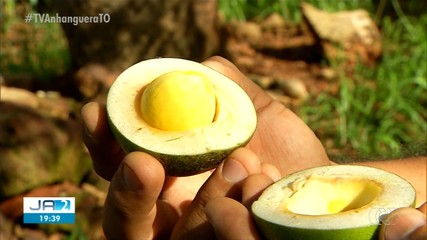 Pequizeiro impressiona por frutos fora de época em Guaraí, interior do Tocantins