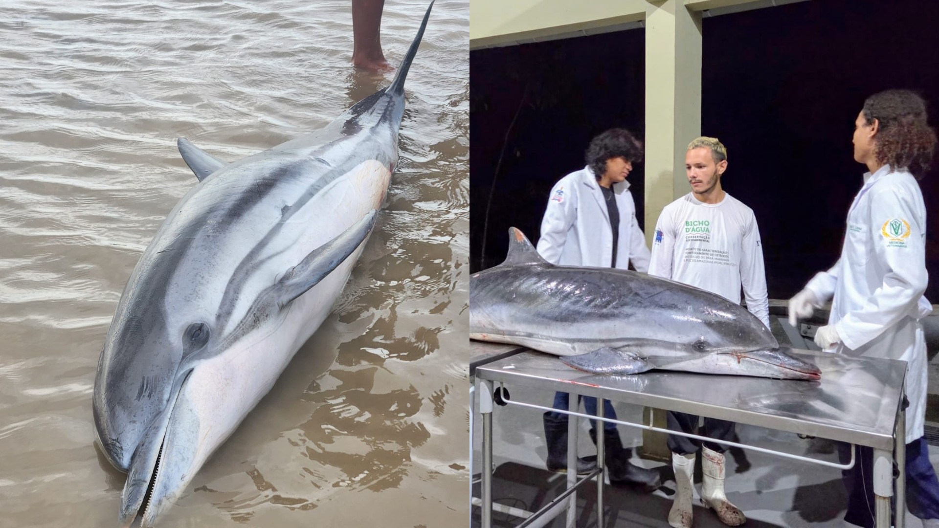 Golfinho-listrado é encontrado morto em praia de Mosqueiro, em Belém