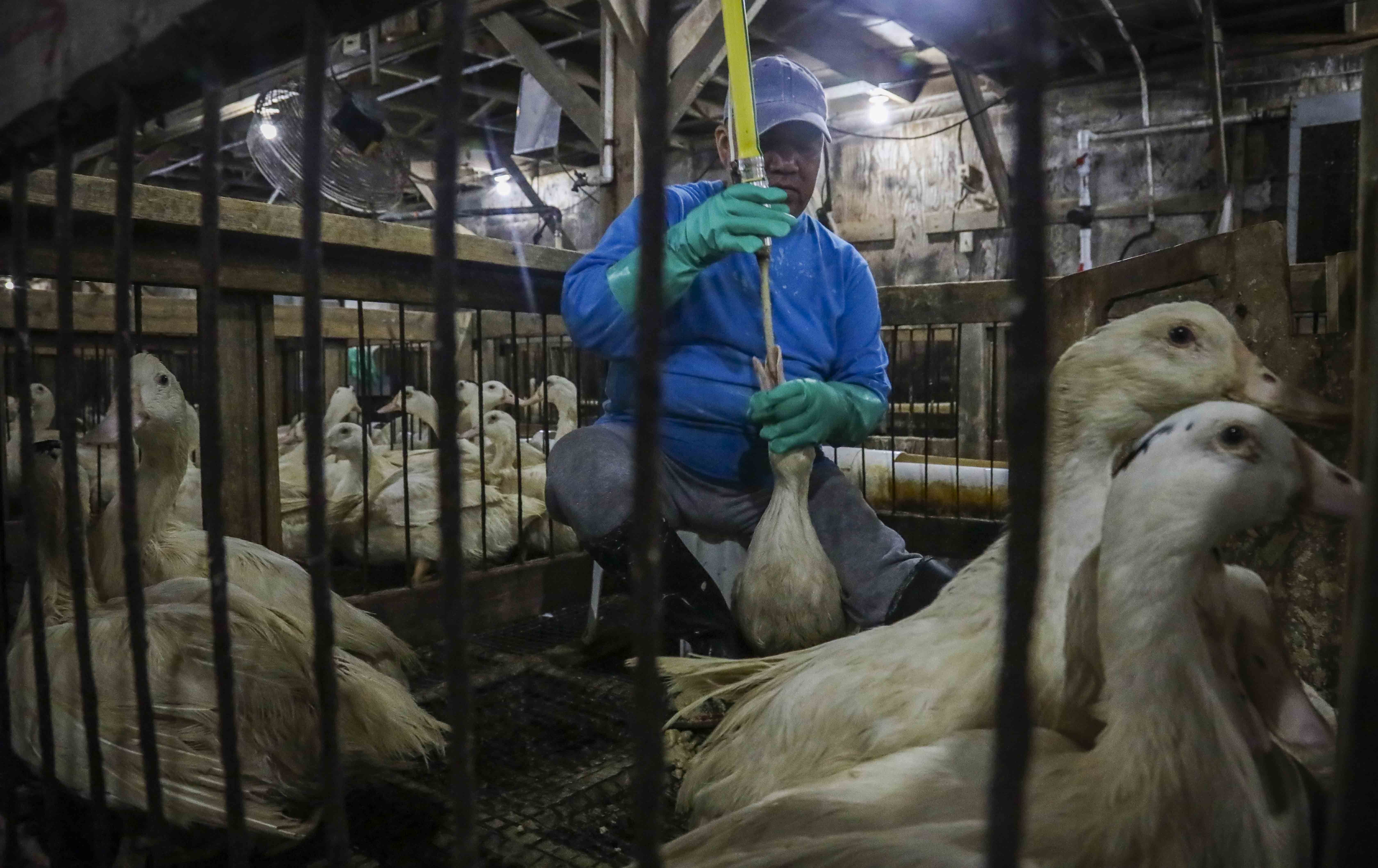 Veto ao foie gras no Brasil reacende tensão comercial com a França