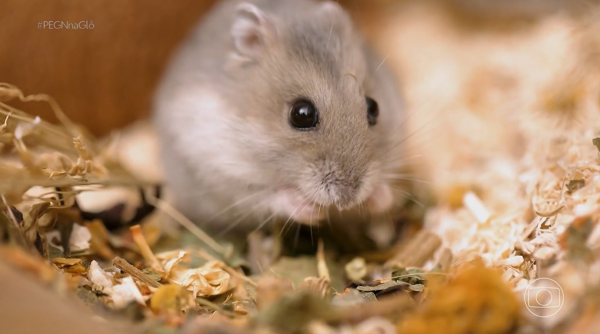 Como um problema com hamster virou uma empresa que fatura quase R$ 500 mil por ano