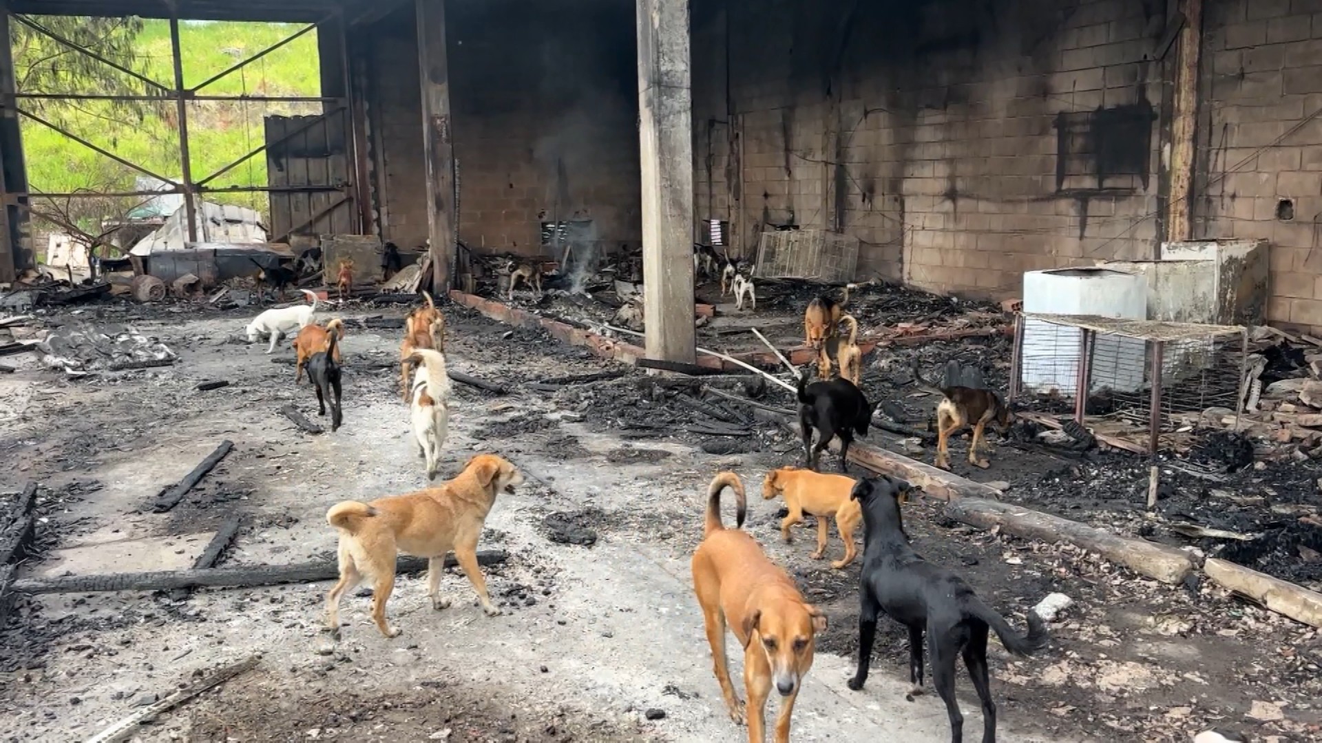 Barracão com dezenas de cães pega fogo no Distrito Industrial de Campinas