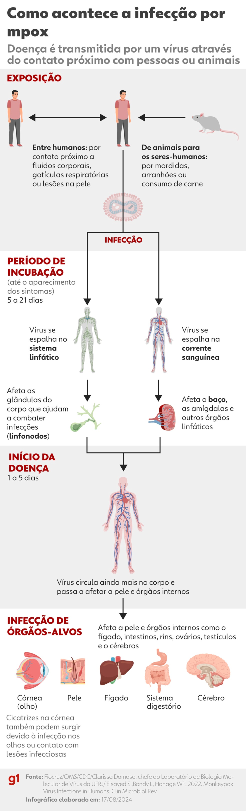 Entenda como o vírus da mpox infecta o corpo humano. — Foto: Ana Moscatelli/Arte g1