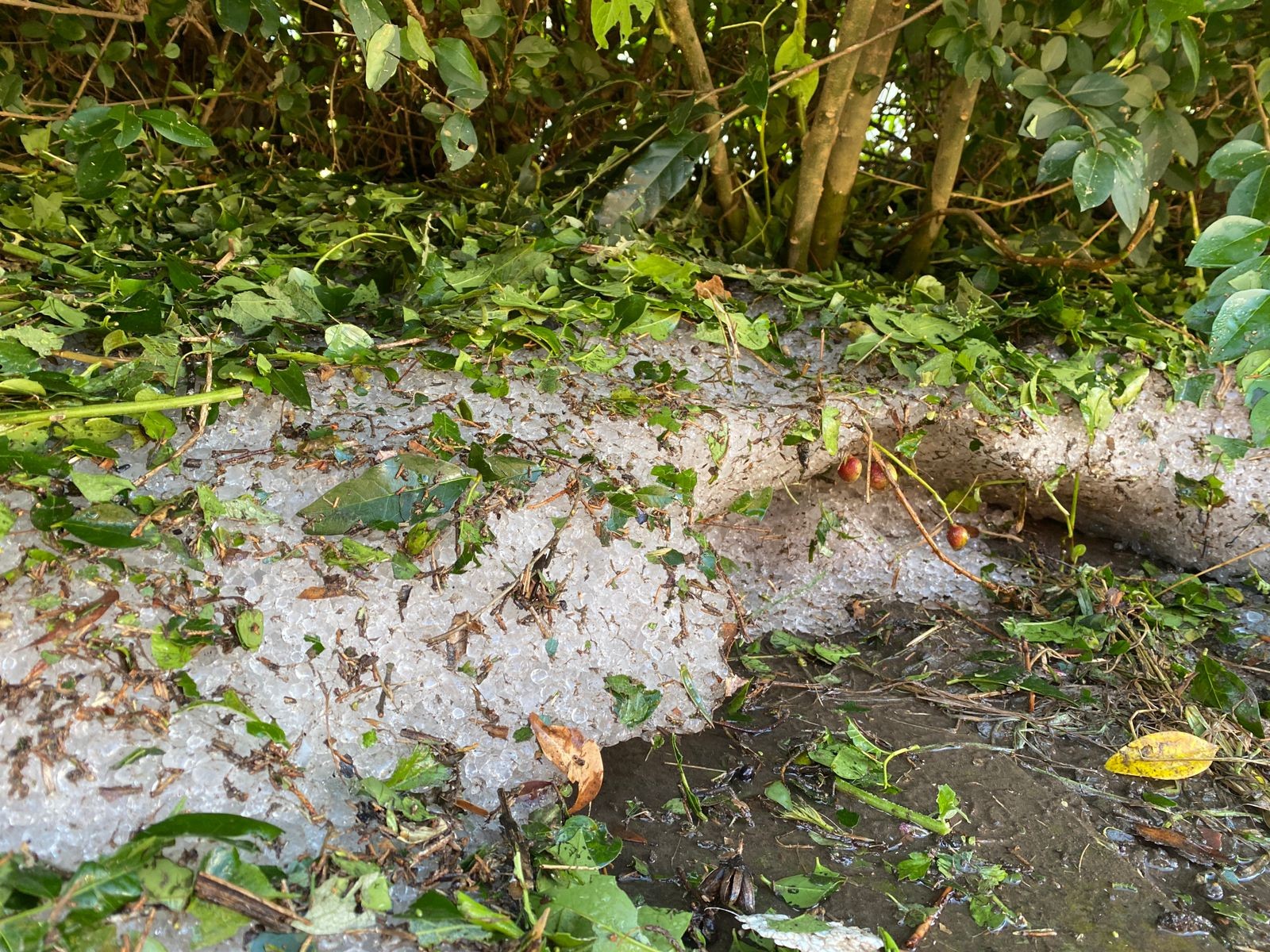 Dois dias após chuva de granizo, cidade da Serra do RS segue coberta de gelo; produção de uva foi afetada