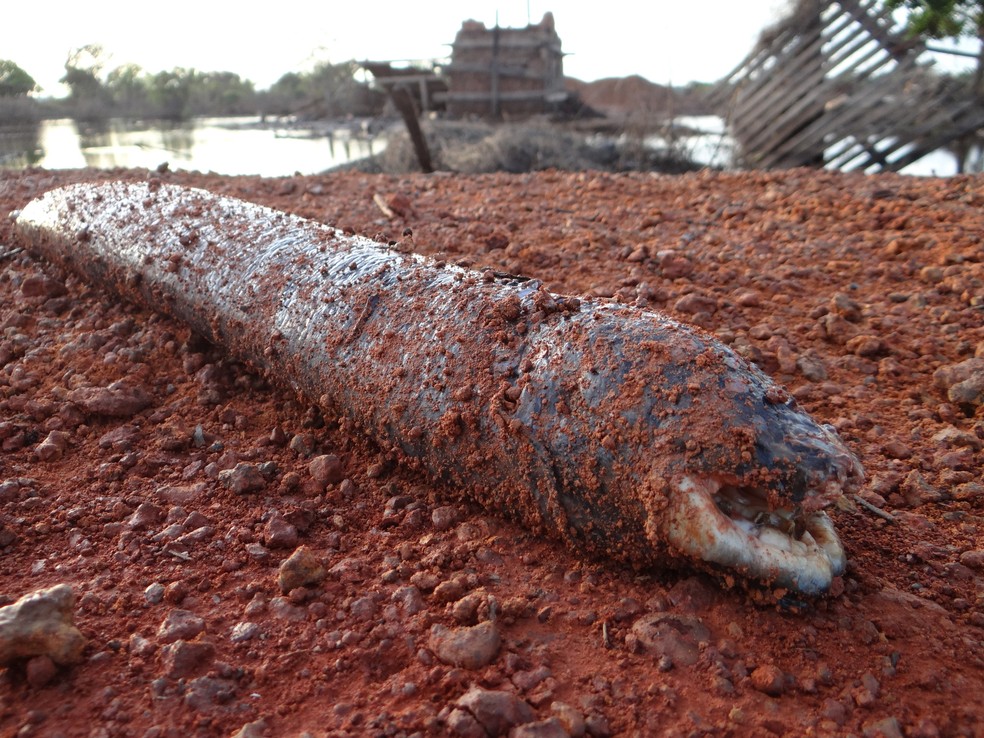 As piramboias so animais predominantemente carnvoros, que consomem peixes, crustceos, moluscos bivalves e insetos.  Foto: Vincent A. Vos/iNaturalist