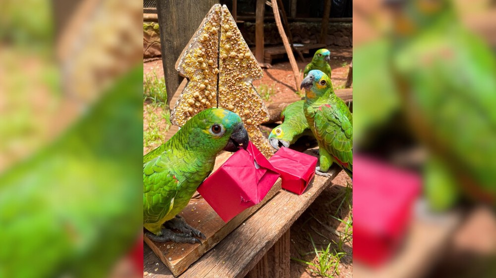 Animais recebem alimentos em forma de decoração natalina no Zoobotânico de Rio Preto: 'Reduz o estresse em cativeiro'