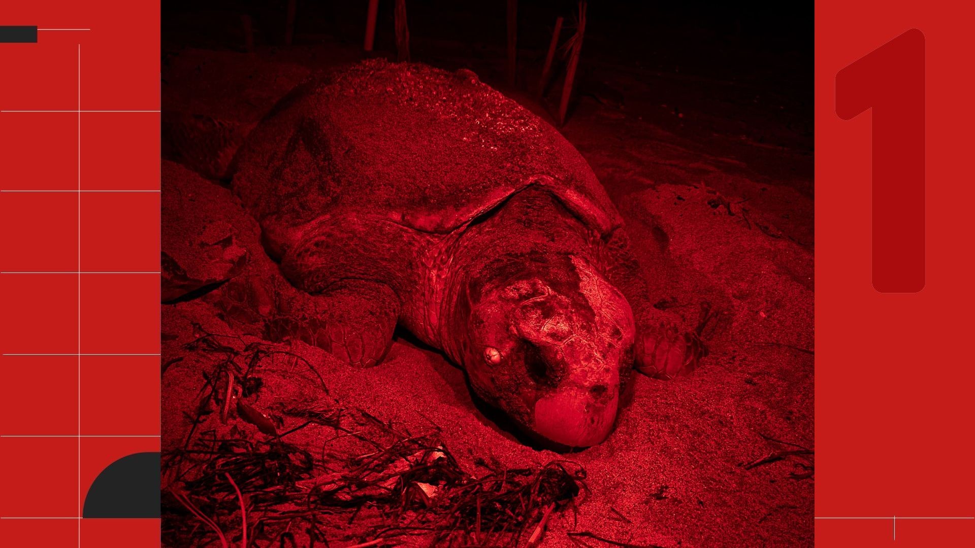 Tartaruga monitorada há 37 anos se torna a mais velha desovando no Brasil: 'Põe ovos ao lado das netas', diz especialista