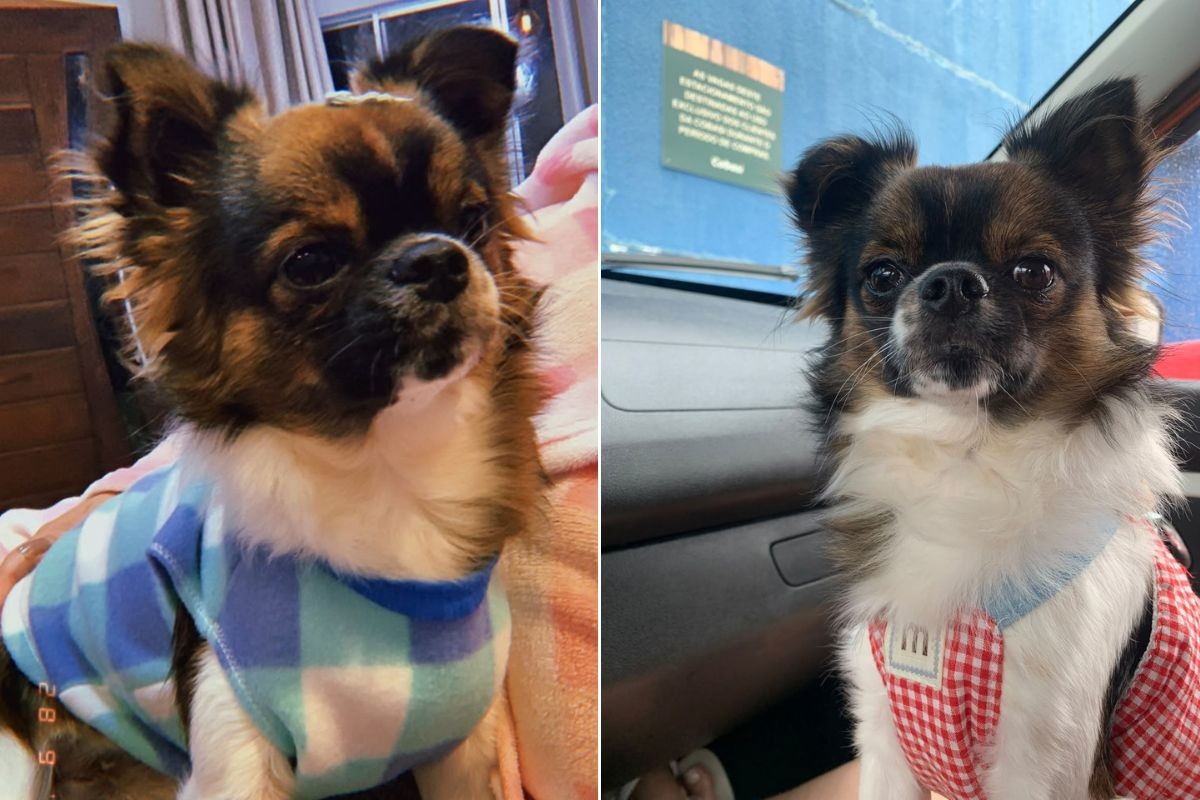Chihuahua morre após ser atacado por pit bull durante passeio no litoral de SP: 'Não consigo aceitar'